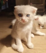 Scottish Fold & Persian Mix Kittens for Adoption