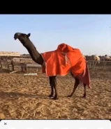 مطلوب ابل مجاهيل