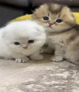 للبيع كتن سكوتش فولد نظيفه وجميلة