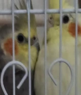 زوج كوكتيل أنثى و ذكر