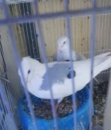 زوج حمام زاجل ملون النثية عين وحدة