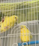 استرالي وهوجو زوجين