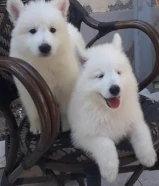 جرو جيرمن ابيض(سويس شيبرد)عمر 8 اسابيع التواصل واتساب فقط