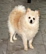 كلب بيور مع دفتر تطعيمات يوجد انثي وذكر