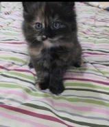 قطه شيرازي للتبني لعدم التفرغ