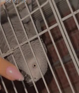 كاسكو رباني ماربيته