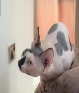 للبيع ذكر سفينكس القط الملكي