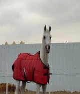 حصان بولش مواليد2019 شرط السلم معاد جروح سطعيه ما يشتكي منها وحصان شغال وجاهز لقرب سباق والحصان طيب