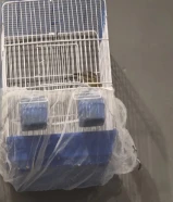 كناري إيراني للبيع