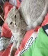 قطط سكوتش فولد وبرتيش للتبني