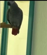 كاسكو سوبر جامبو