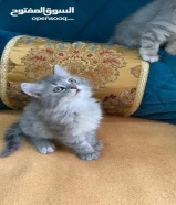 Persian smokey grey kitten