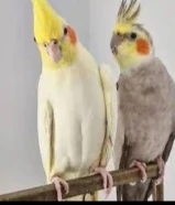 للبيع زوج كروان معى كامل اغراضه