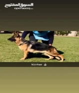 للبيع جراوه جيرمن شيبرد سوبر