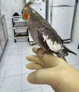 كروان ربوه مفيش عض
