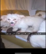 للبيع بودل بيور العمر 6 شهور ذكر