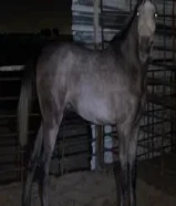 فلو بولش 22.      50549384