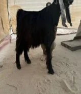 نشتري غنم ومعزة طليان اي كمية60659963