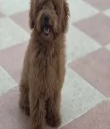 للبيع بودل نثيه عمرها 3 شهور ونص متعلمه توصخ على الباد ومطعمه ومعاها دفتر التطعيمات