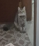 قطط برتش صغار للبيع و ذكر و نثيه عمر 40 يوم