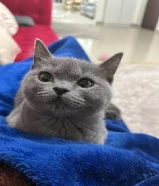 سكوتش رمادي ذكر