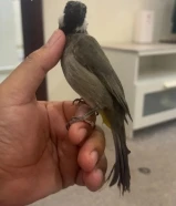 بلبل هملايا