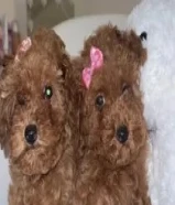 للبيع توي بودل