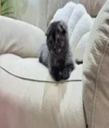 قط ذكر سكوتش فولد عمره شهرين