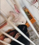 ارانب عمر شهر ونص