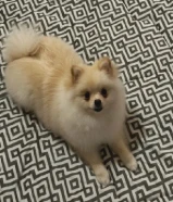 Pomeranian Female - بومرينيان انثى 5 months