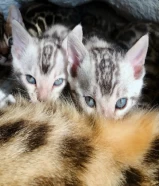 Exotic Silver bengal in super rare and unique color, vaccinated with book and box included- 2 month