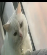Cat for Adoption