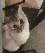 قطوه شيرازي مفقوده بجمعيه ابو فطيره اللي يلقاها له مكافئه ماليه 100