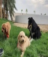 بودل ونثبه جيرمان شيبرد وذكر يورك شاير