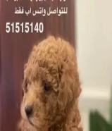 250 KWDتوي بودل بيور 100%
