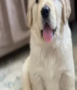 400 دينارجولدن ريتريفر للبيع - Golden Retriever For Sale66241113