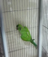 green parrot