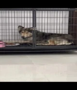 قفص كلب كبير large dog cage