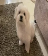 Malteses dog