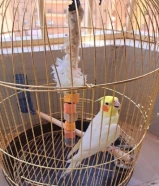كوكتيل بصحه جيده