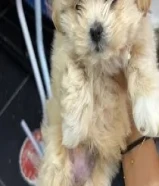 للبيع جلب مالتيز عمرها شهرين مطعمه مع أغراضها