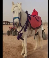 إيجار خيل بوني جميع مناطق الكويت