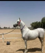 مطلوب حصان مرثون