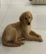 للبيع كلب جولدن رتريقو العمر 4 اشهر
