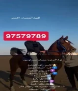 حصان مصري بيور