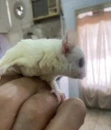 طيور مغردة