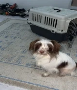 ذكر بابليون لعوب ونظيف