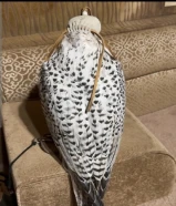 للبيع طير ثنو 18 ونص ب18وتص F3 بيور
