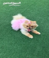 مفقود كلب صغير في القرين
