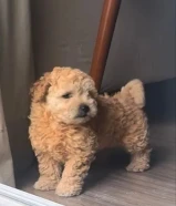 كلب بودل عمره شهرين